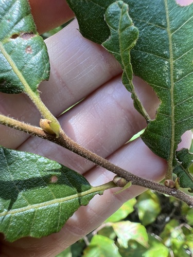 Castanea pumila, photograph 4
