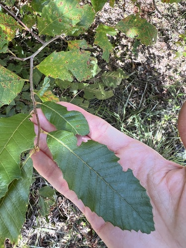 Castanea pumila, photograph 5