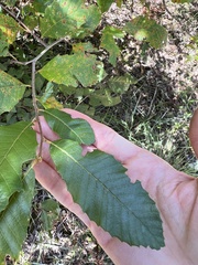 Castanea pumila, photograph (c) Anne Parker, some rights reserved (CC BY)