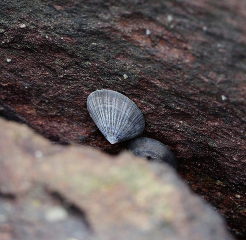 Cellana nigrolineata observed 2026-09-17