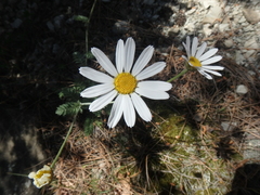 Tanacetum poteriifolium