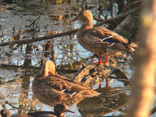 Mallard