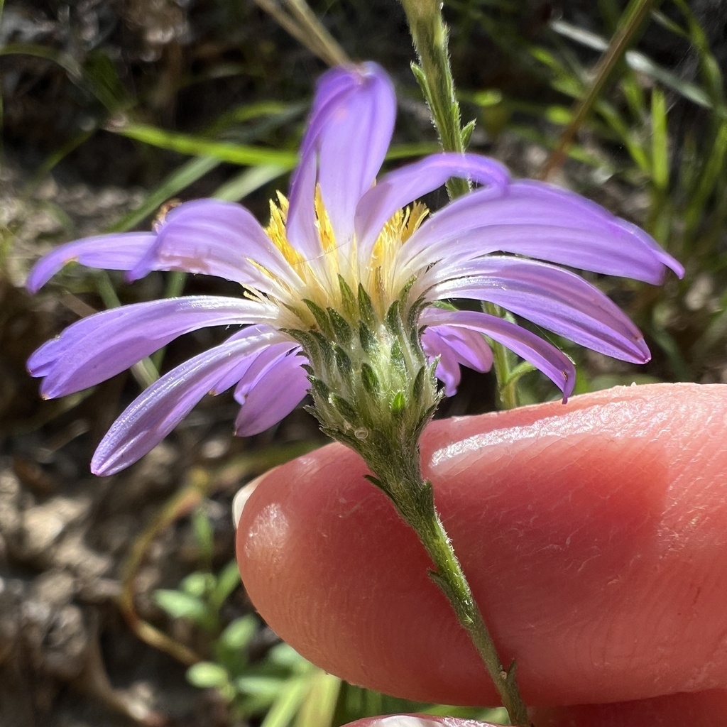 Symphyotrichum patens; photograph (c) Anne Parker, some rights reserved (CC BY)