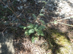 Tanacetum poteriifolium