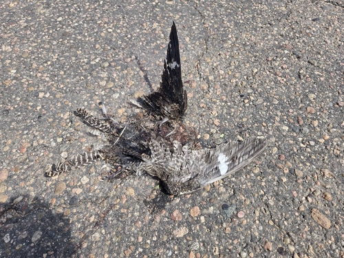 Common Nighthawk