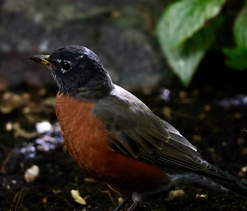 American Robin