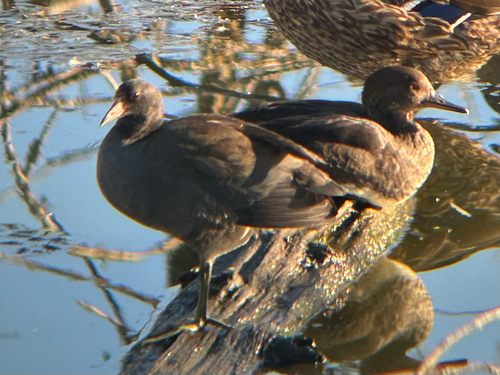 American Coot