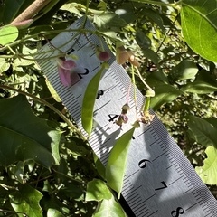 Phaseolus polystachios