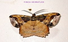 Thysanopyga crenata