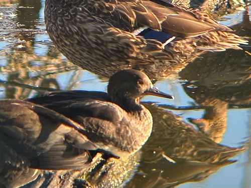 Hooded Merganser