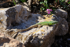 Podarcis waglerianus