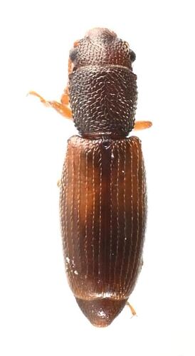 Hesperobaenus abbreviatus observed 2026-09-06
