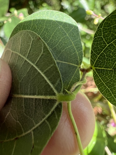 Phaseolus polystachios, photograph 6