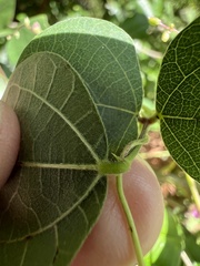 Phaseolus polystachios, photograph (c) Anne Parker, some rights reserved (CC BY)