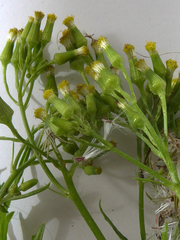 Senecio esleri
