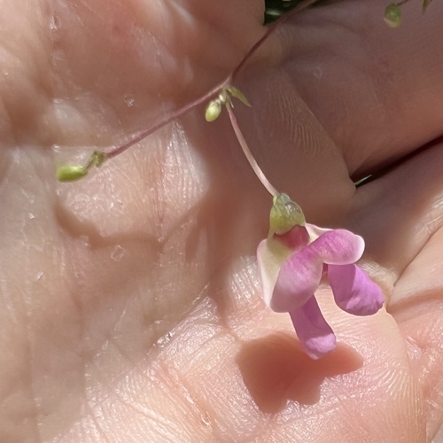 Phaseolus polystachios, photograph 3