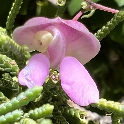 Phaseolus polystachios, photograph 2