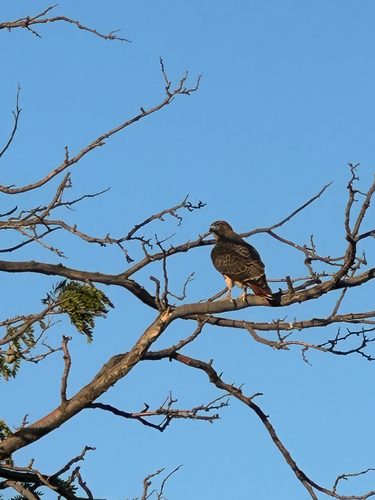 Red-tailed Hawk