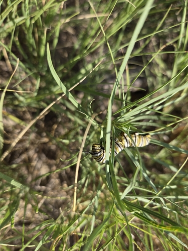 Monarch