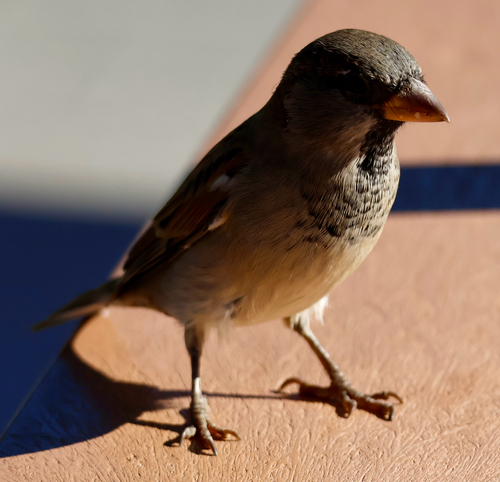 House Sparrow