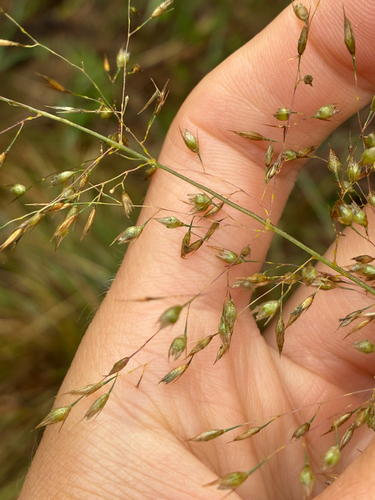 Sporobolus heterolepis, photograph 3