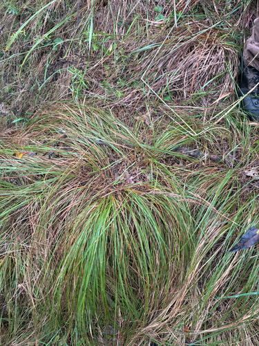 Sporobolus heterolepis, photograph 4