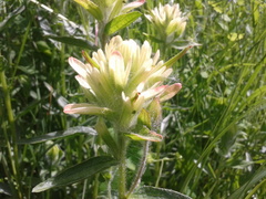 Castilleja lutescens