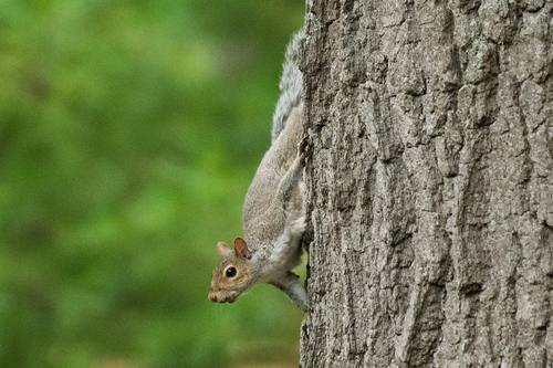 Eastern Gray Squirrel