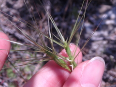 Aegilops biuncialis