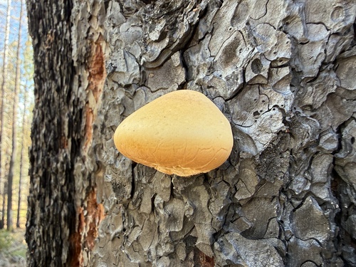 iNaturalist observation photo of Veiled Polypore