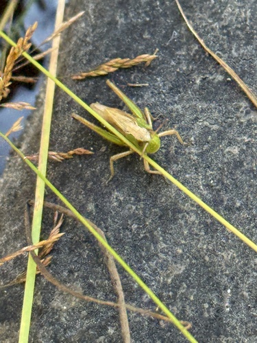iNaturalist observation photo of Marsh meadow grasshopper