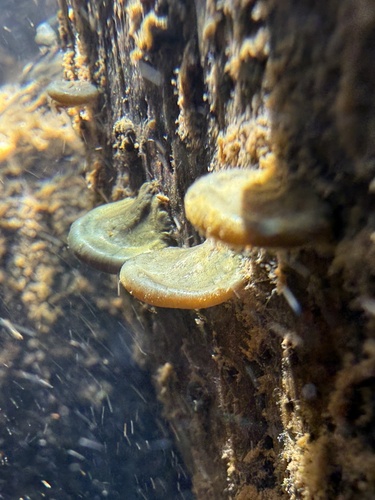 iNaturalist observation photo of Nostoc parmelioides