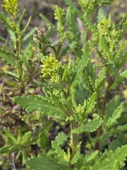 Senecio biserratus, photograph author not stated, no rights reserved