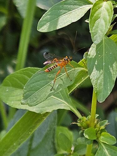 Echthromorpha agrestoria observed 2026-09-15