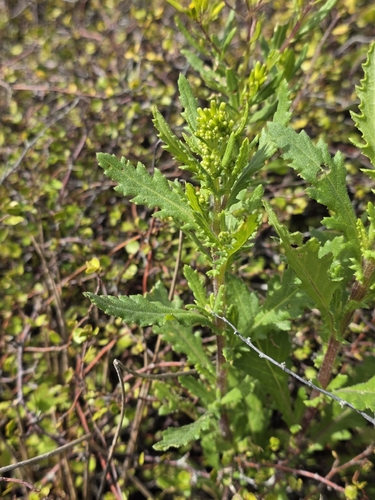 Senecio biserratus, photograph 3