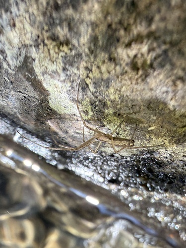 iNaturalist observation photo of Stretch Spiders