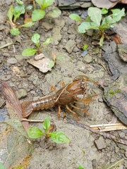 Lacunicambarus polychromatus