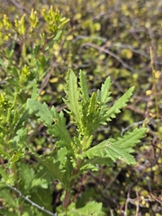 Senecio biserratus, photograph author not stated, no rights reserved