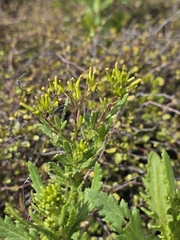 Senecio biserratus, photograph author not stated, no rights reserved