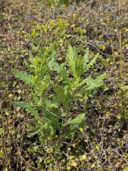Senecio biserratus, photograph author not stated, no rights reserved