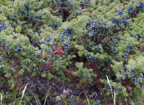 common juniper