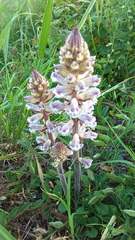 Orobanche minor