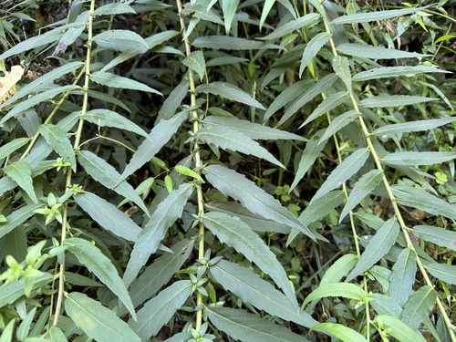 Aster taiwanensis observed 2026-09-18