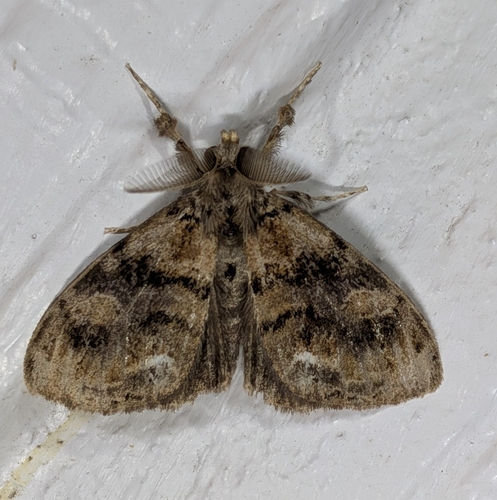 Definite Tussock Moth