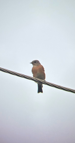 Western Bluebird
