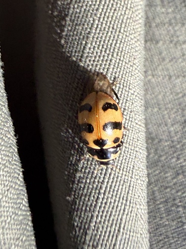iNaturalist observation photo of Black-spotted Lady Beetles