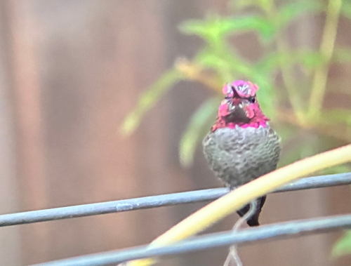Anna's Hummingbird