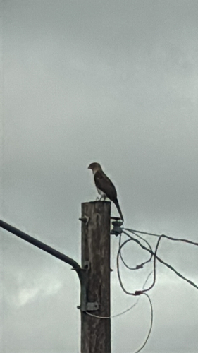 Cooper's Hawk
