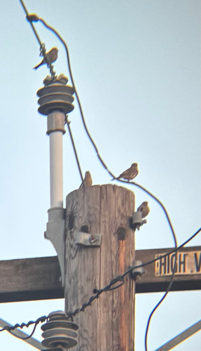 House Finch