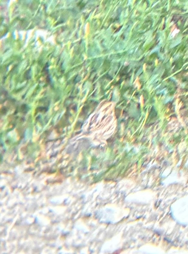 Savannah Sparrow